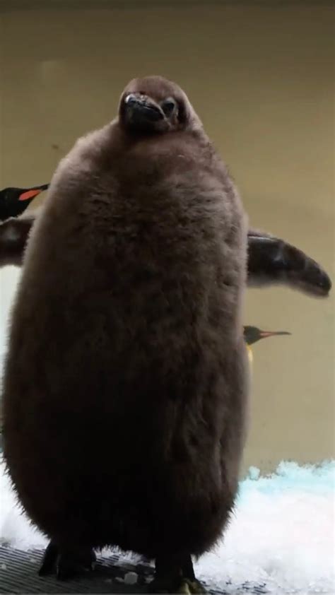 Pesto is growing up: The viral fluffy penguin is molting his baby 